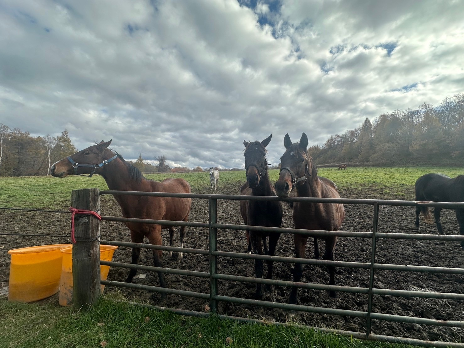 所沢よりKWファミリーの画像