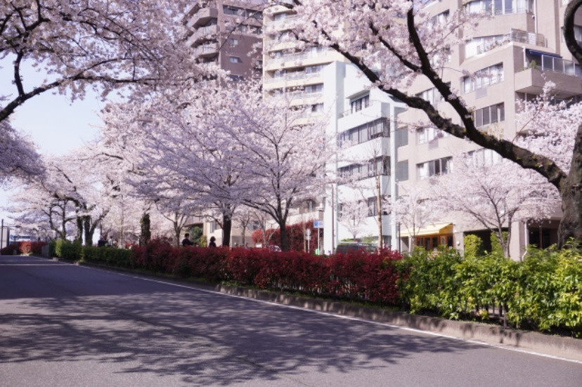 茗荷谷駅の桜