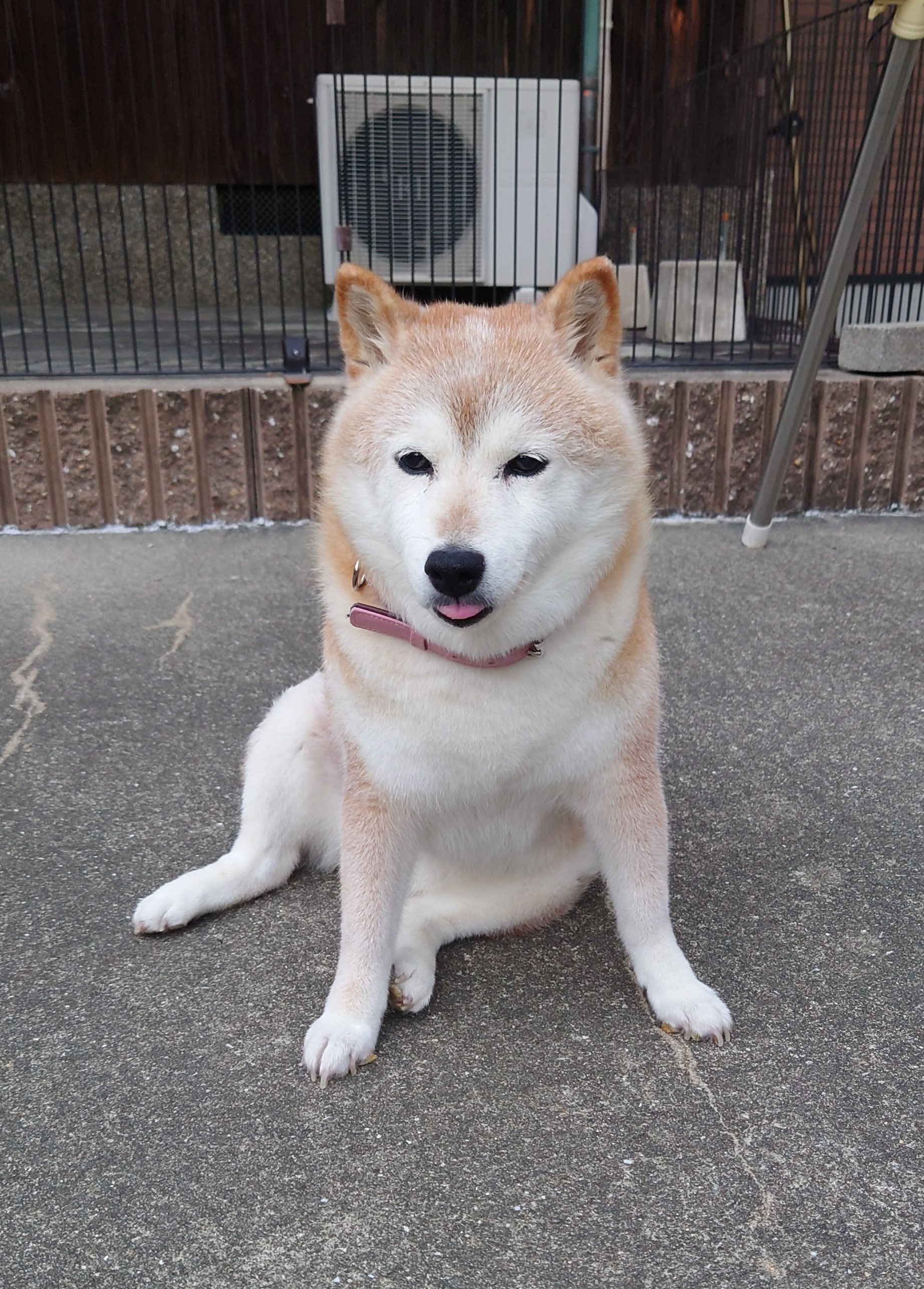 神戸市西区 訪問の画像