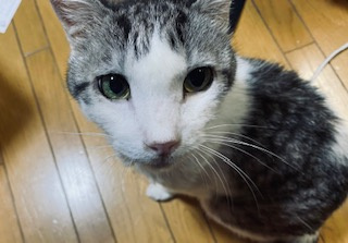 ご挨拶の画像