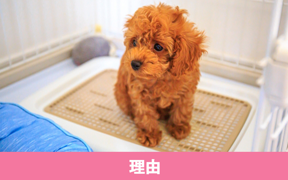ペット禁止の賃貸物件が多い理由