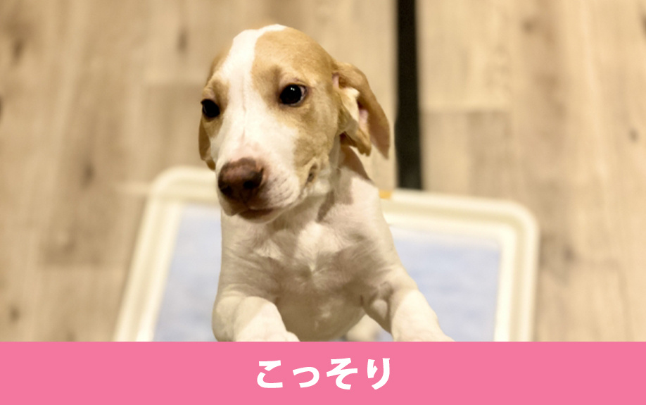 ペット禁止の賃貸物件でこっそりペットを飼うとどうなる？