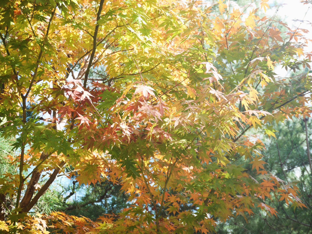 嵐山へ行ってきました！の画像