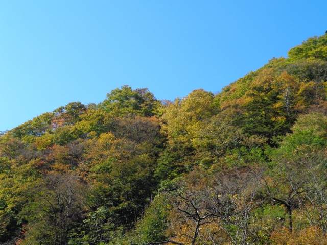 地目が山林の土地を選ぶデメリットは？地目変更について解説の画像
