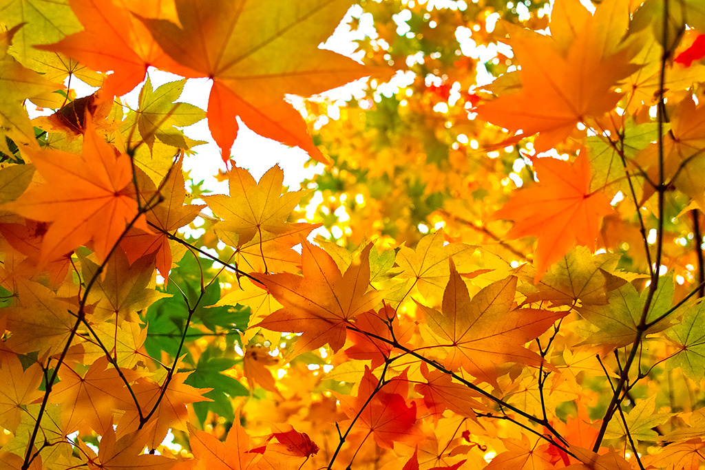 第25回 成田山公園紅葉まつりの画像