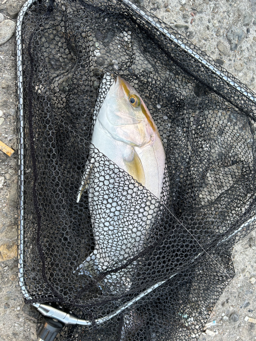 泳がせ釣りにての画像