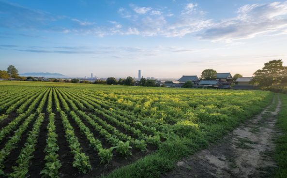 筑西市の畑売却方法！成功の秘訣を徹底解説！の画像