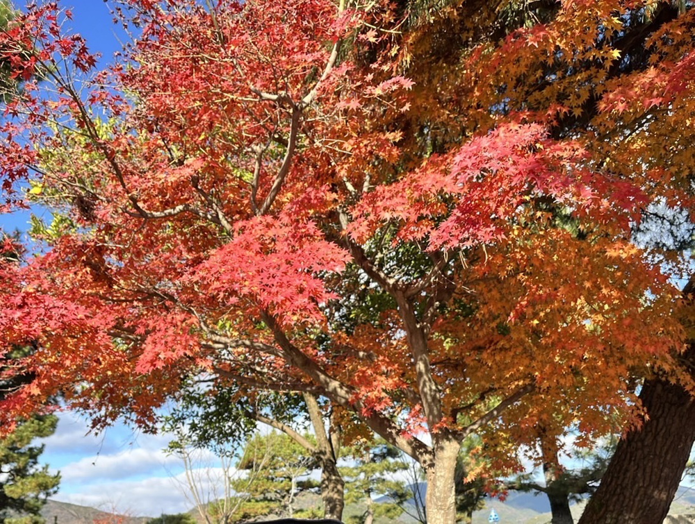 紅葉シーズンの画像