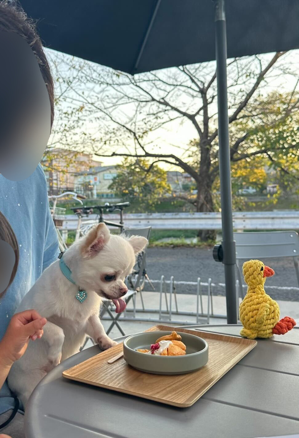 愛犬3歳の画像