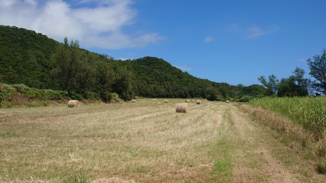 農地一部売却を回避できる納税猶予とは？適用要件や打ち切り条件も解説の画像