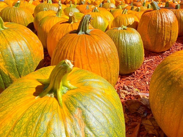 どこにでも家を建てられるとは限らない？農地転用と農地種別の関係を解説！の画像