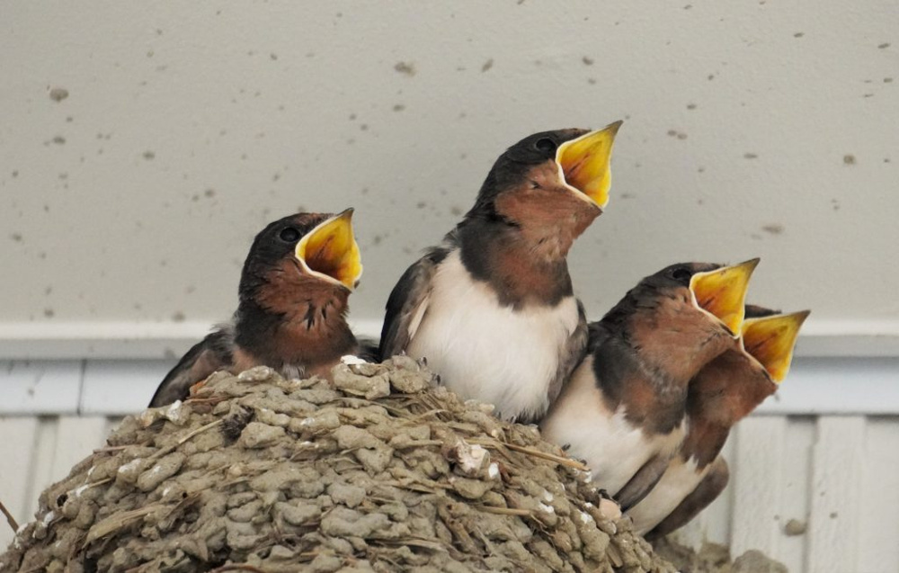 【判例解説】子供が引き起こすマンションの騒音トラブルを不動産屋が解説！の画像