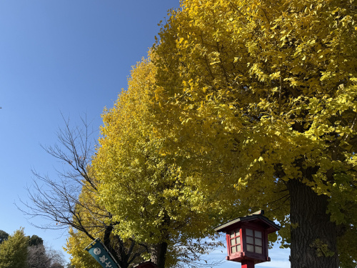 【小山市】☆須賀神社☆参道の銀杏の葉が綺麗に色付いてきました☆の画像