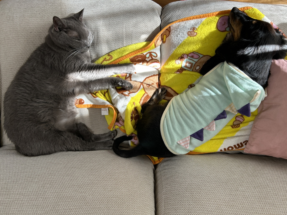 ファーストホーム　犬部　猫部の画像