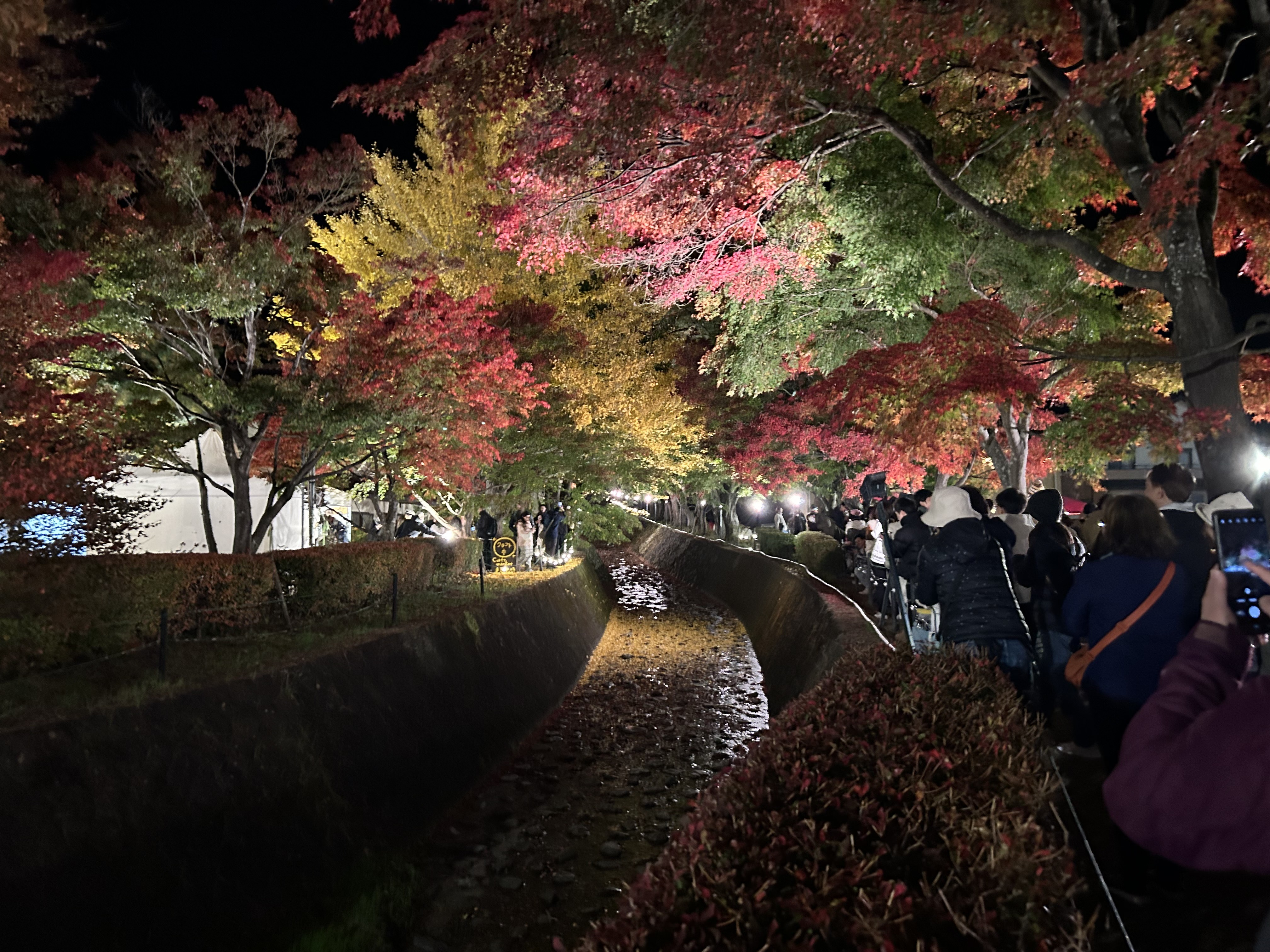 河口湖　紅葉ライトアップの画像