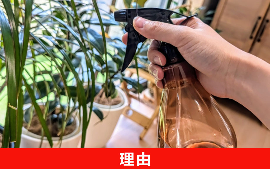 一人暮らしで観葉植物がおすすめできる理由