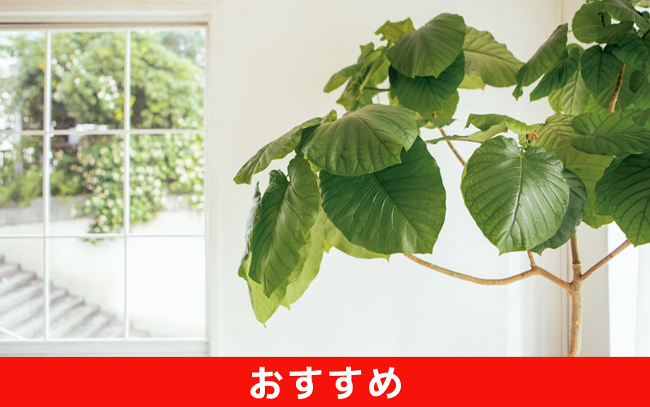 一人暮らしにおすすめの観葉植物