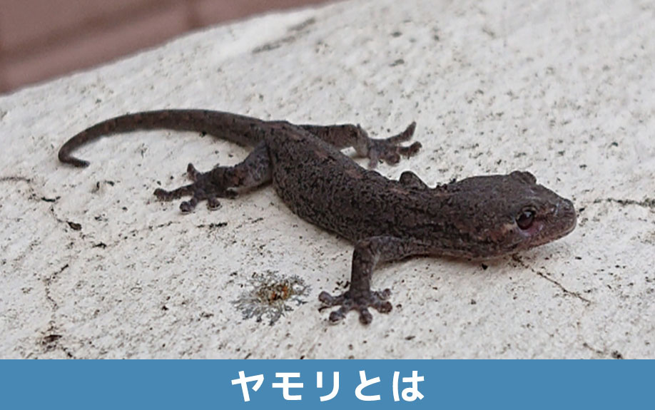 ヤモリとは？家の中にいたらどうする？