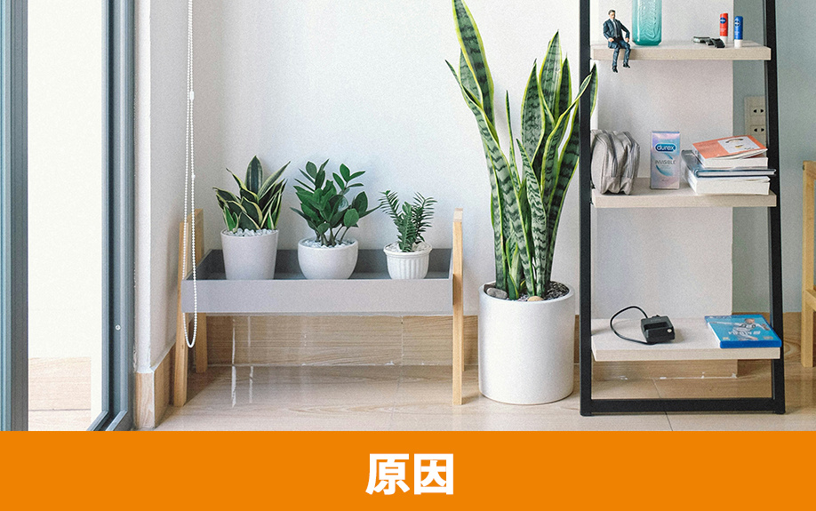 賃貸物件のフローリングにカビが生える原因