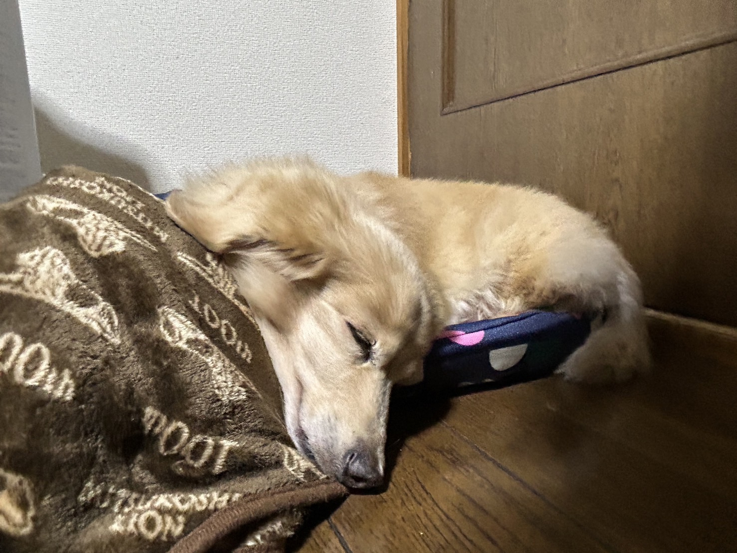 癒しに会いに♡の画像