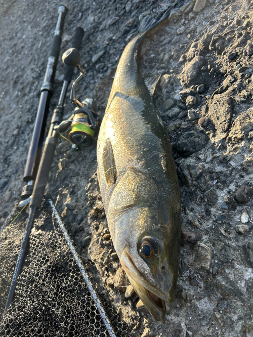 また釣れましたの画像