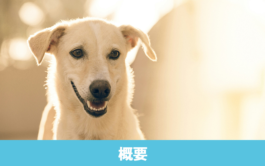 大田区大森の近くにある「マリア動物病院」の概要