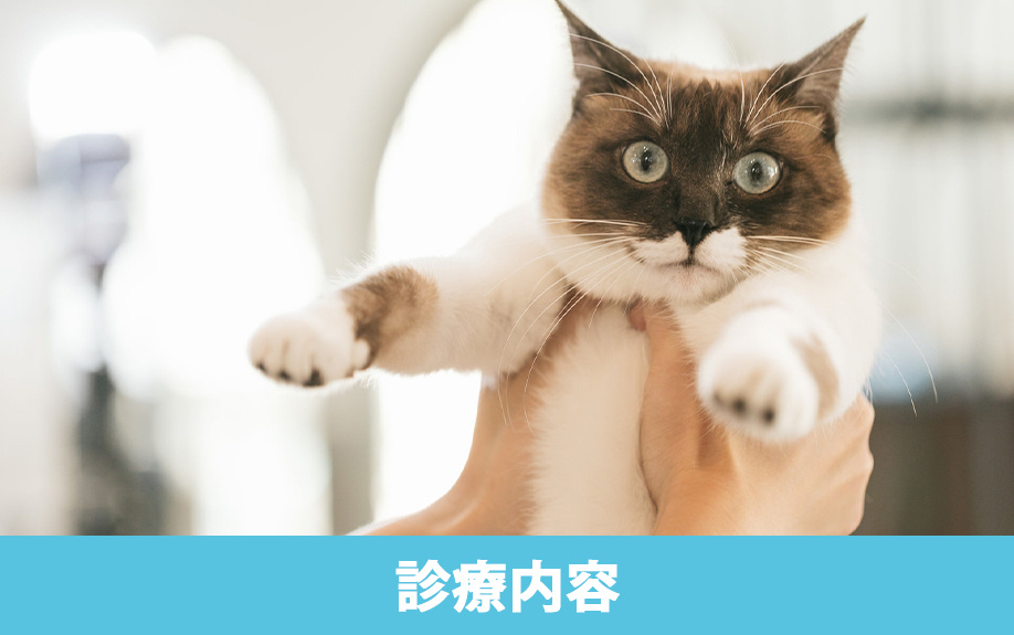 大田区大森の近くにある「マリア動物病院」の診療内容