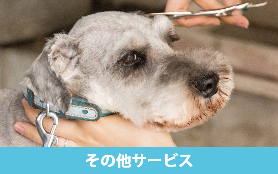 大田区大森の近くにある「マリア動物病院」のその他サービス