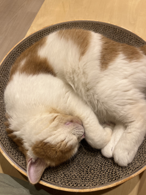 相続不動産の売却どうする？ 手順とポイントを解説の画像