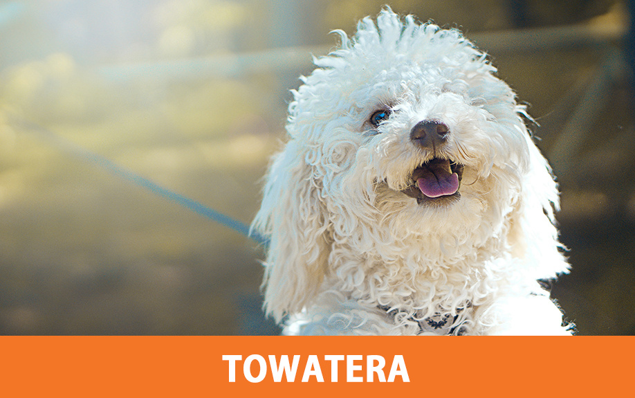 常滑市のおすすめのペット可カフェ「TOWATERA」