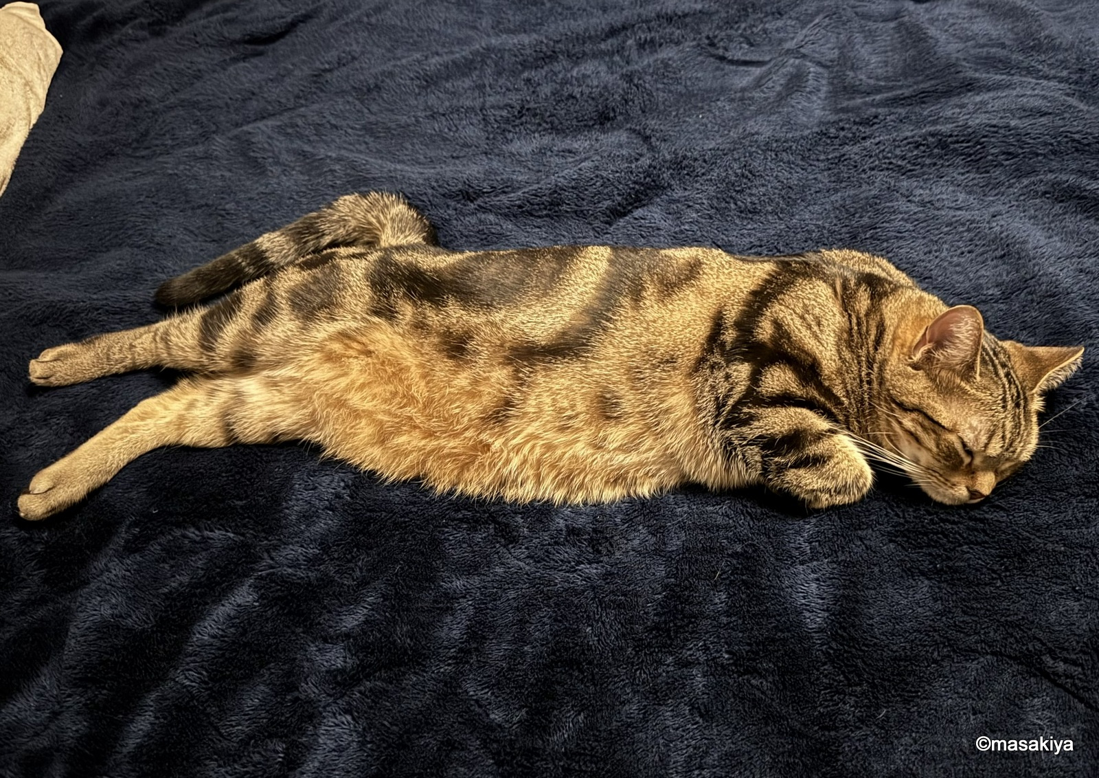 冬のネコの画像