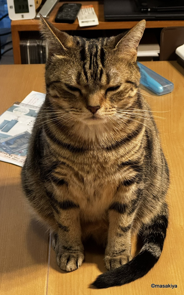 ネコとの遊びの画像