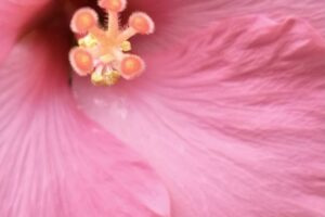 残暑お見舞い申し上げます。の画像