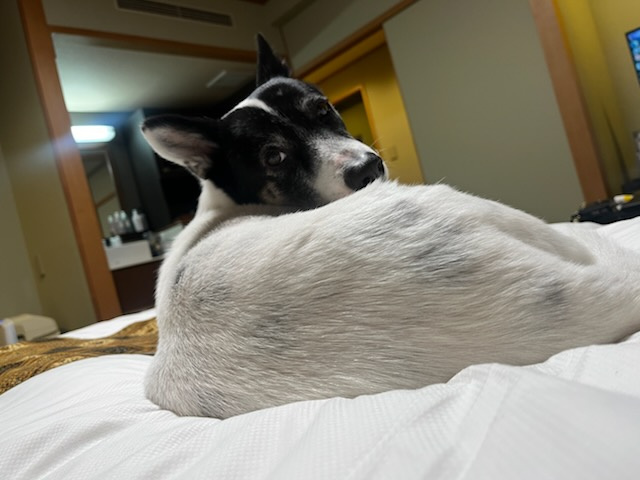 ウブドの森の画像