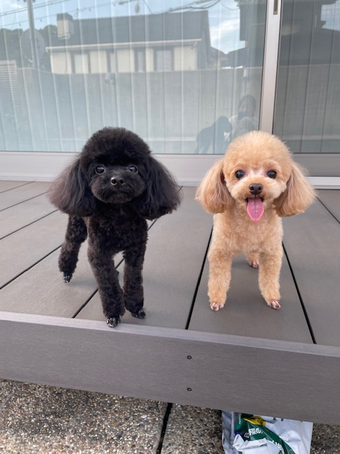 ファーストホーム犬部に入部しました山内ですの画像