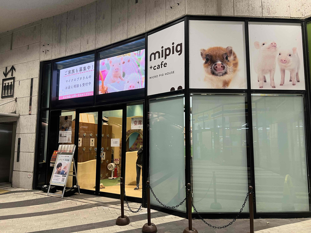 ブタカフェに行ってきました！の画像