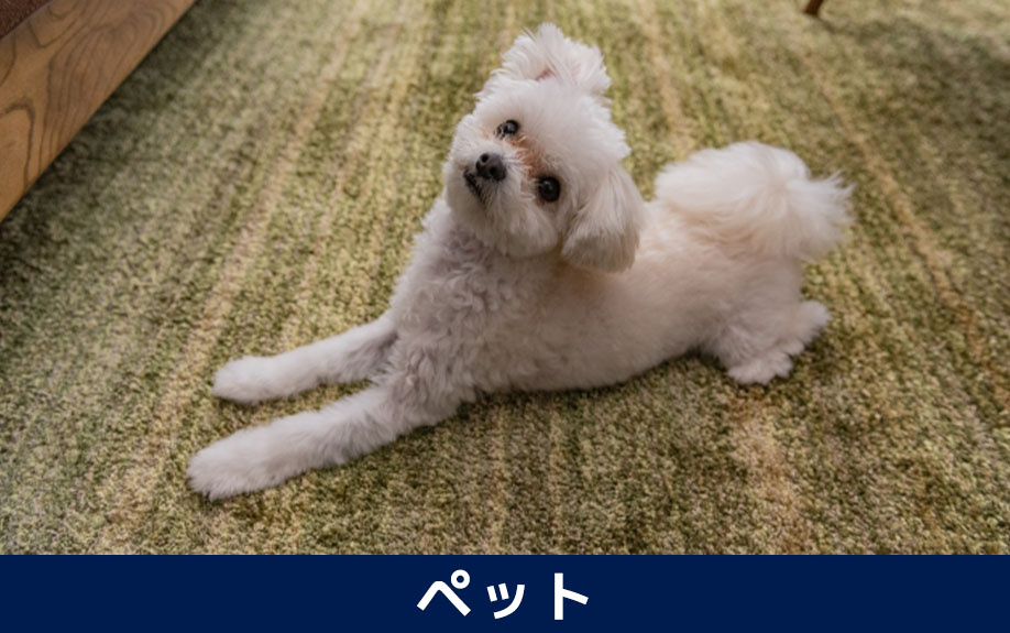 自主管理でよくあるトラブル「ペット飼育」