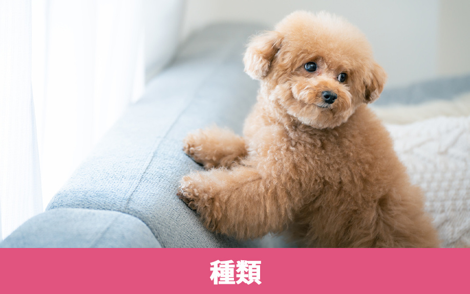 選び方とともに知っておきたいペット可賃貸物件の種類とは？