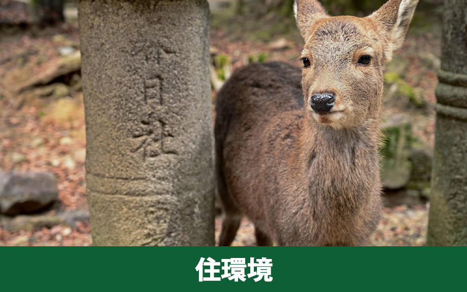 奈良市の住環境