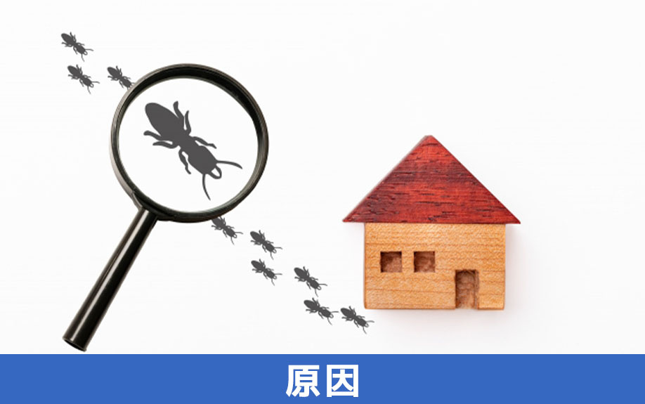 害虫を駆除する前に確認！賃貸物件で害虫が発生する原因とは？