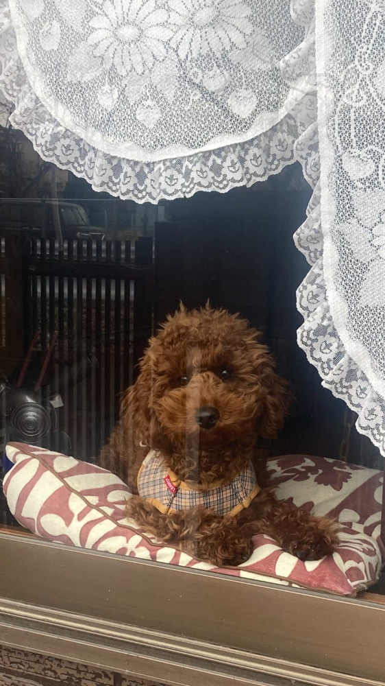 犬はお好きですか？の画像