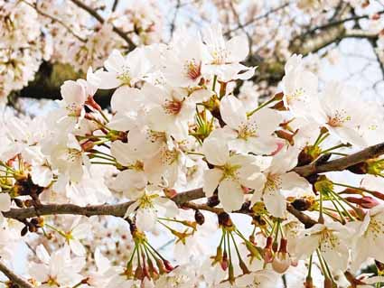 春✿本番！の画像