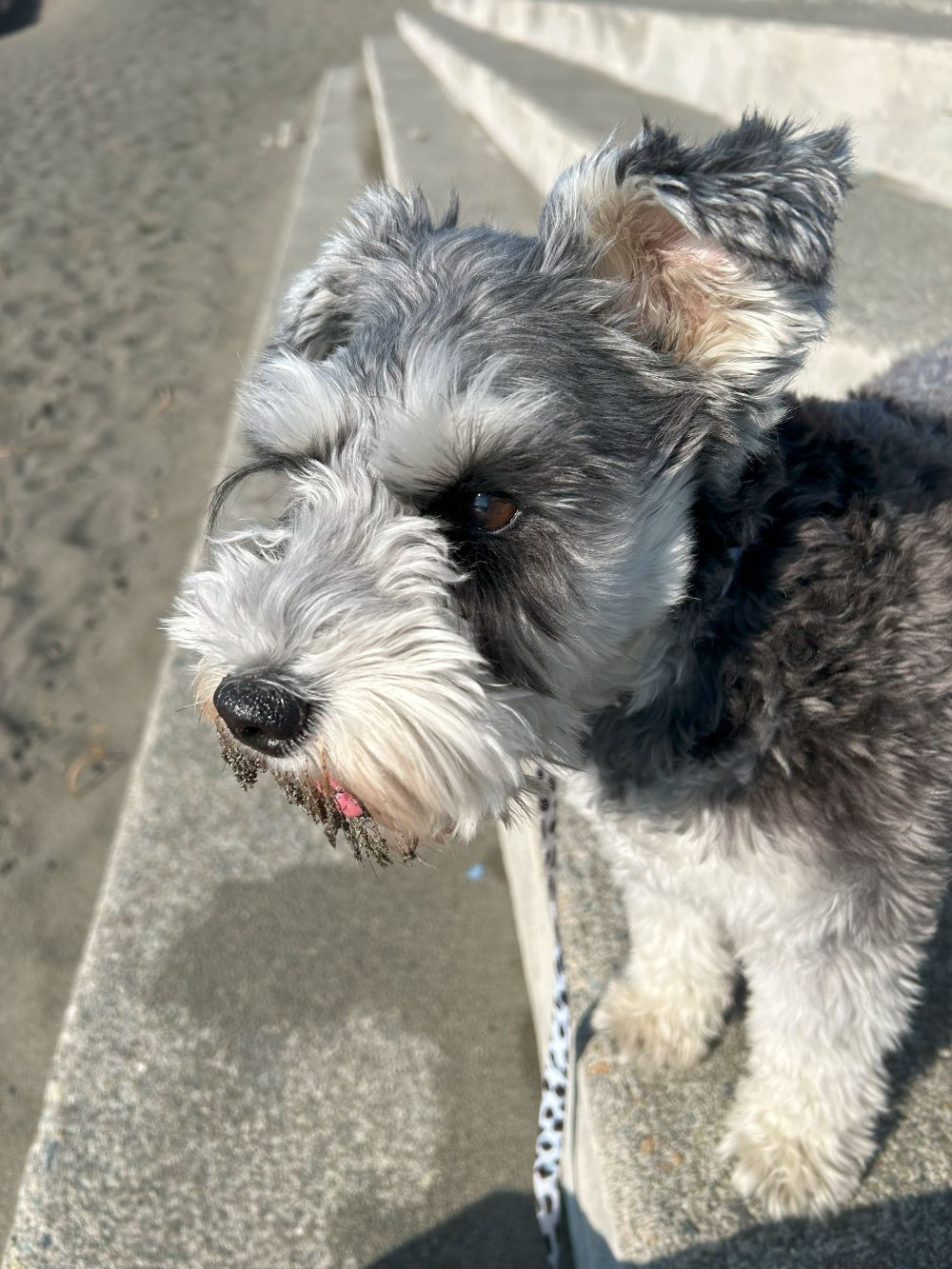 海へお散歩の画像