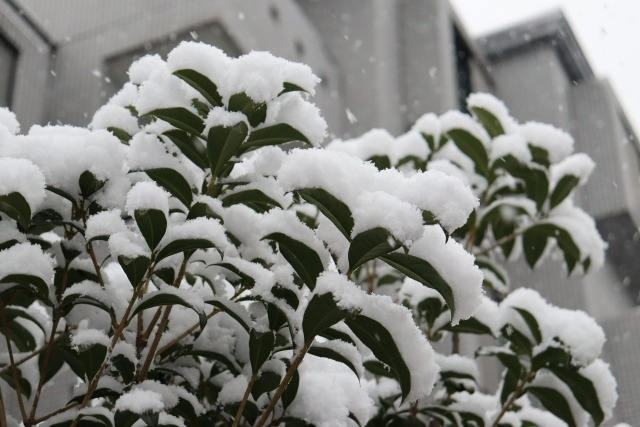 今季一番の寒波！！凍結にはご注意を！の画像