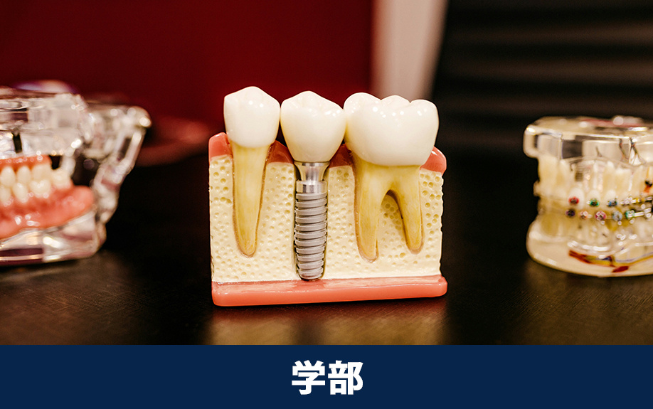 大阪市中央区にある「大阪歯科大学 天満橋学舎」の学部・学科