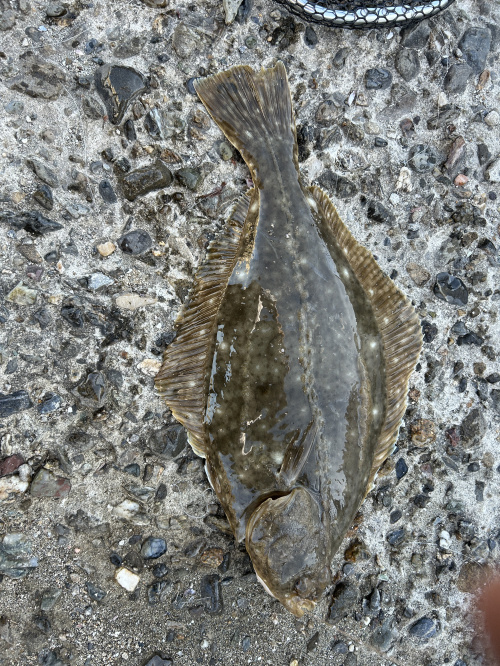 投げ釣りにての画像