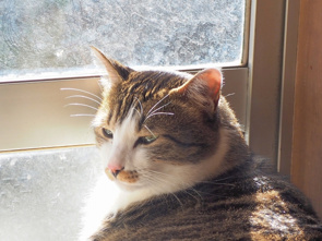 ペット共生型賃貸物件とは?借りるメリットやよくある設備を解説の画像