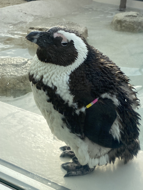 ハウスリースバックで戸建に住み続ける方法を解説 の画像