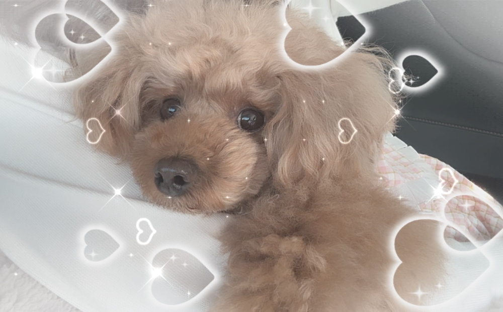 ♡♡推しの子♡♡の画像
