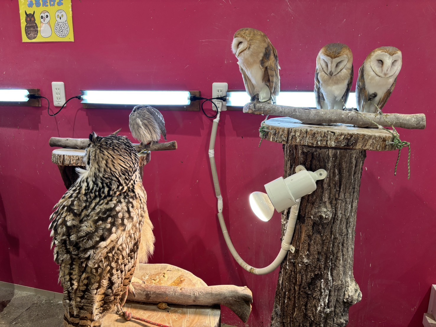 室内動物園！の画像